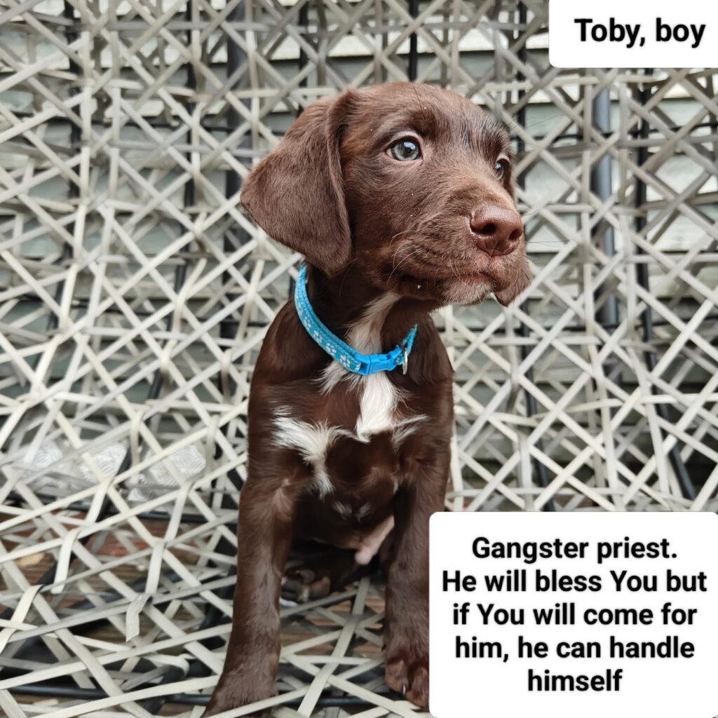Toby